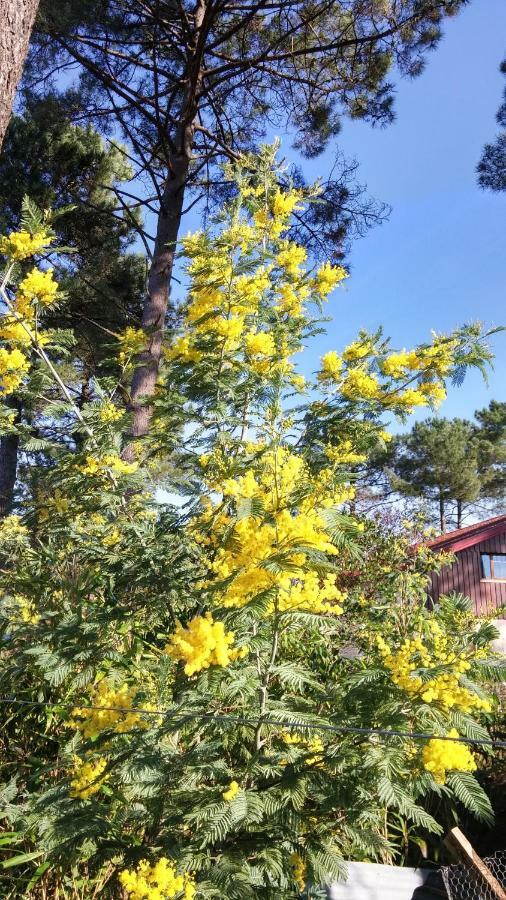 Le Relais de la Praya Bed & Breakfast Lege-Cap-Ferret Bagian luar foto
